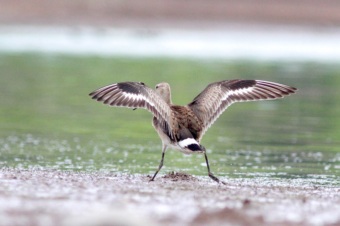 Hudsonian Godwit - ML387225671