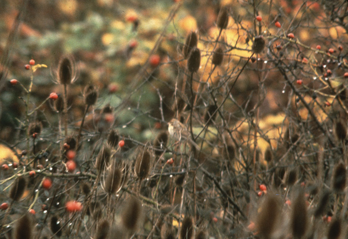 Clay-colored Sparrow - ML387225891