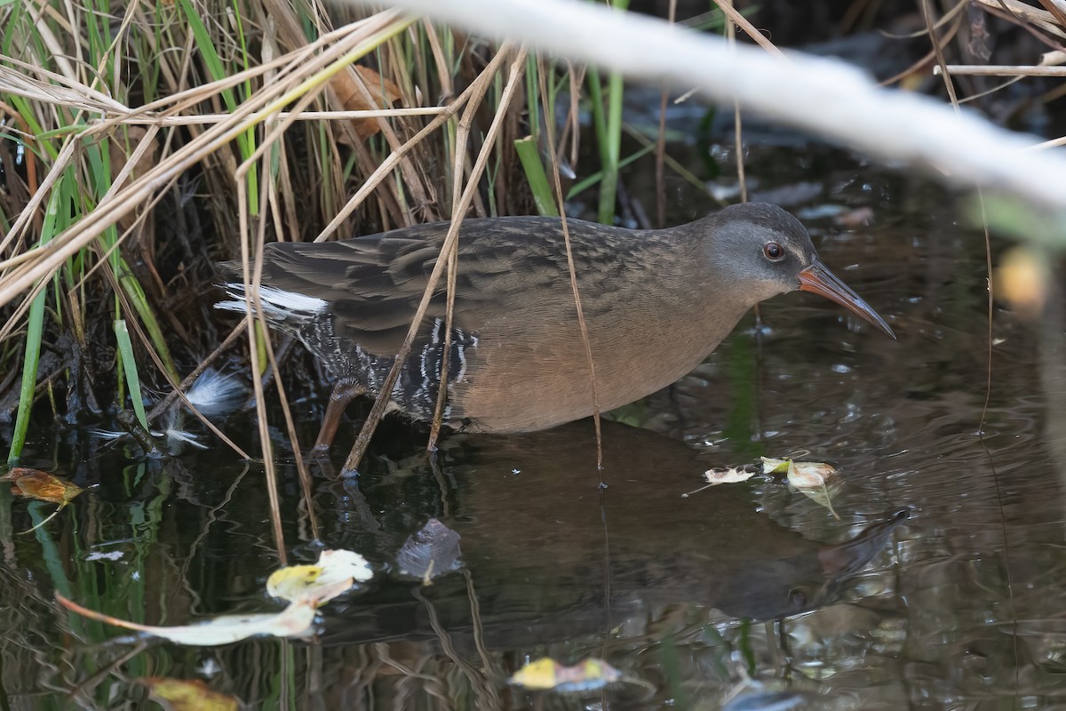 Virginia Rail - ML387226631