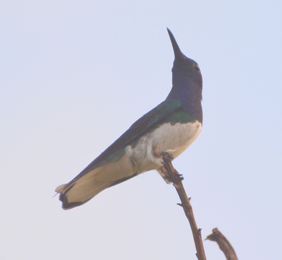 White-necked Jacobin - Geoff Carpentier