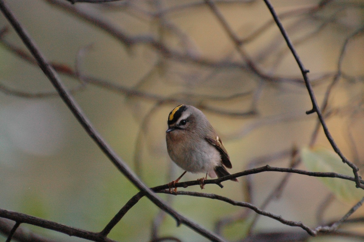 Golden-crowned Kinglet - ML387228751