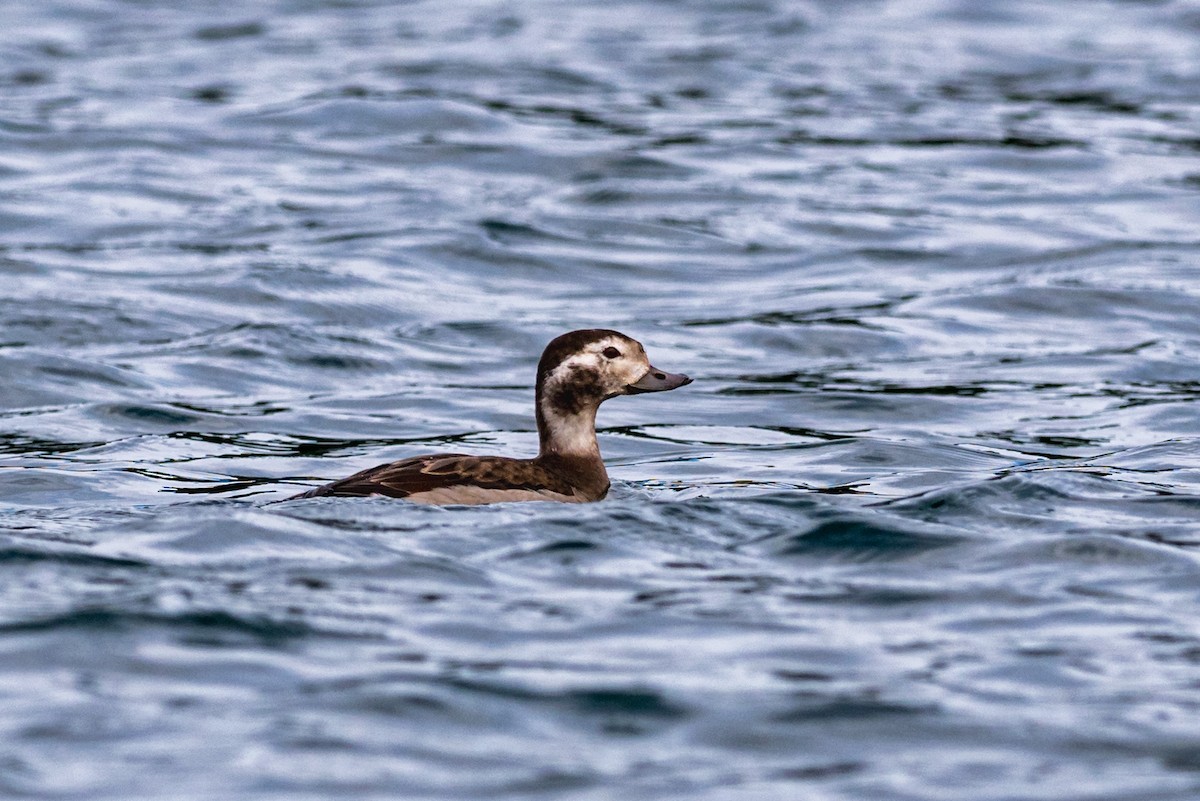 Long-tailed Duck - Gordon Hart