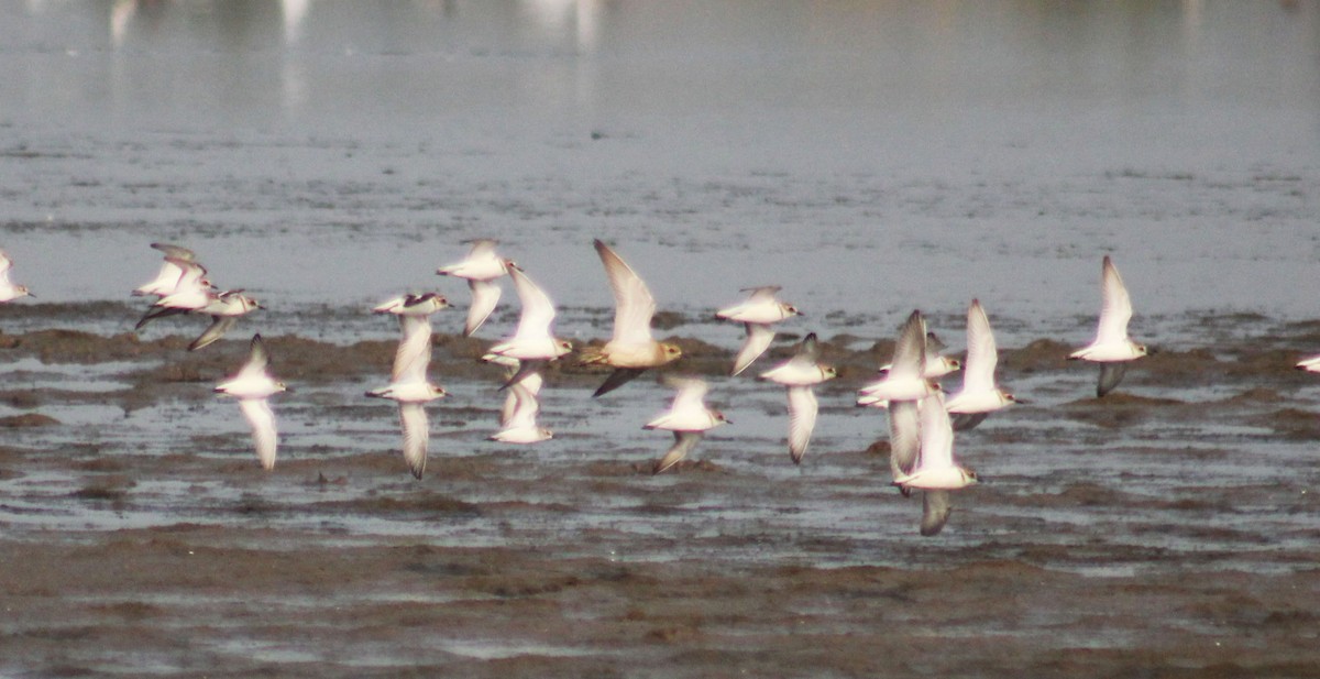 Caspian Plover - Prathamesh Desai