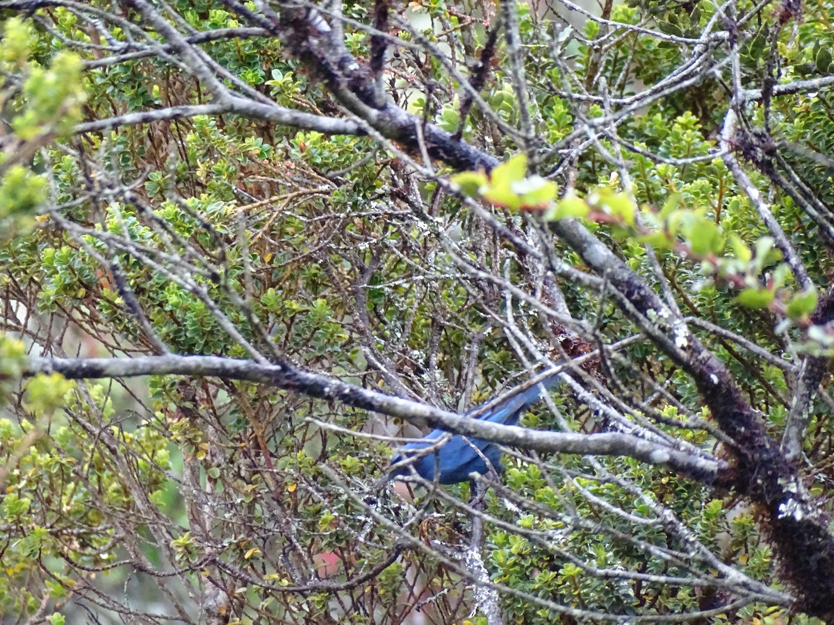 Masked Flowerpiercer - ML387231741