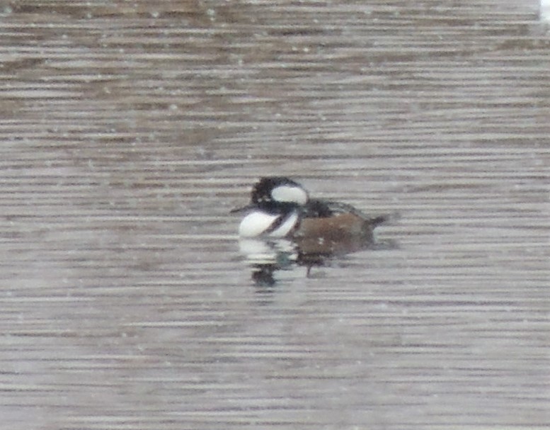 Hooded Merganser - ML387232131