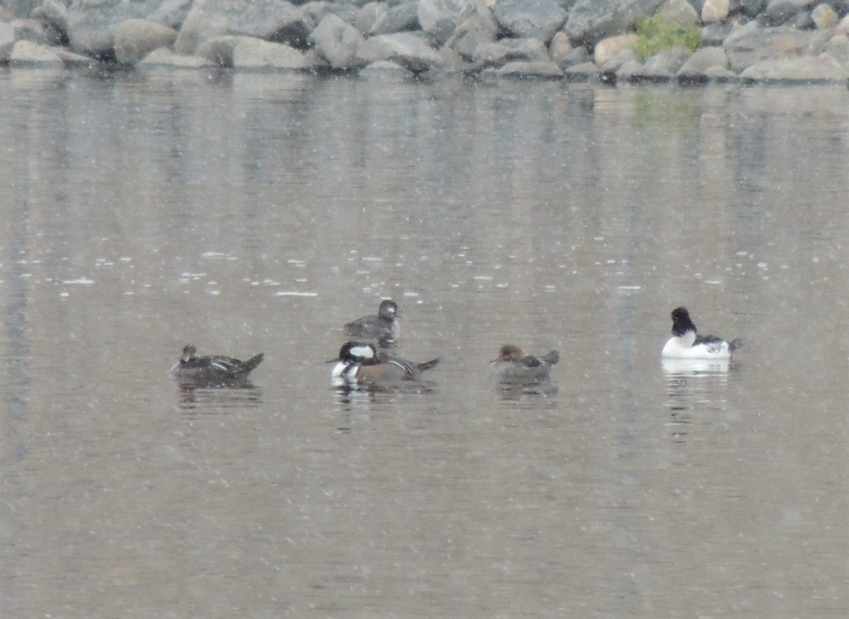 Hooded Merganser - ML387232141