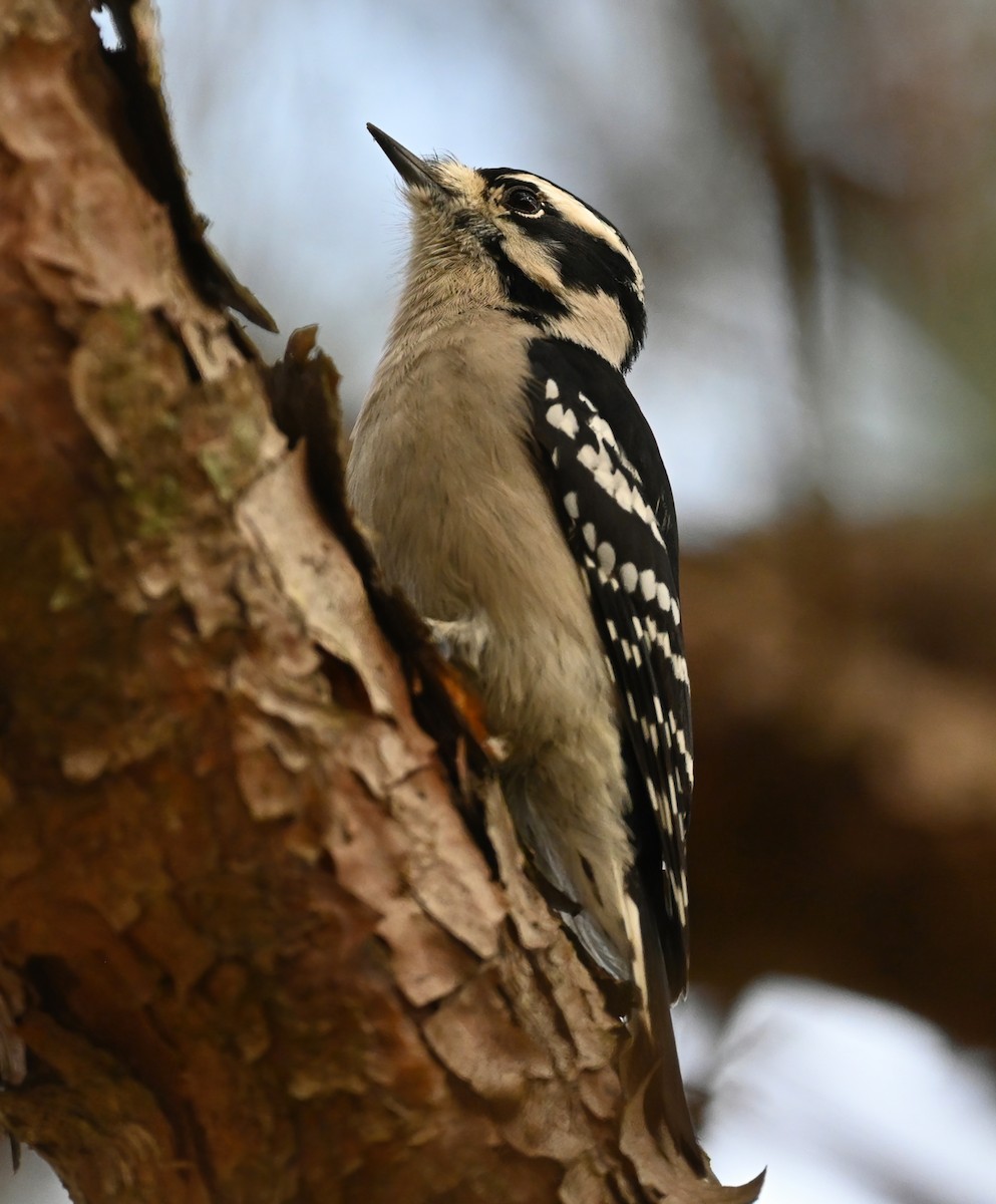 Downy Woodpecker - ML387232581