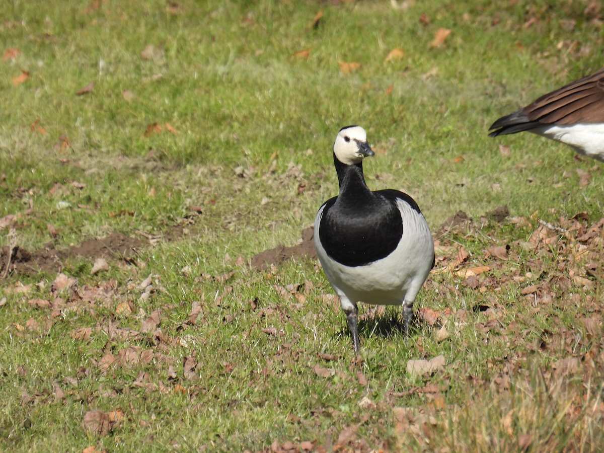 Barnacla Cariblanca - ML387236301