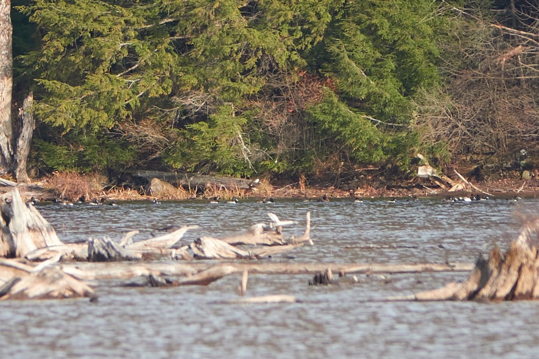 環頸潛鴨 - ML387236951