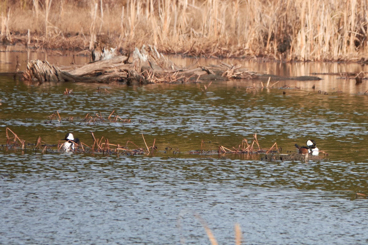 Hooded Merganser - Elodie Roze