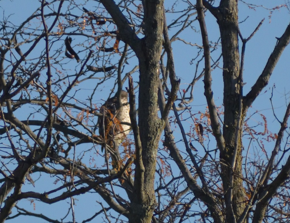 Red-tailed Hawk - Robert Tonge