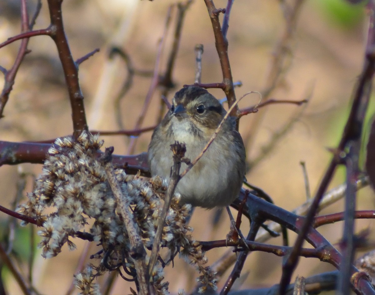 Swamp Sparrow - ML387238351