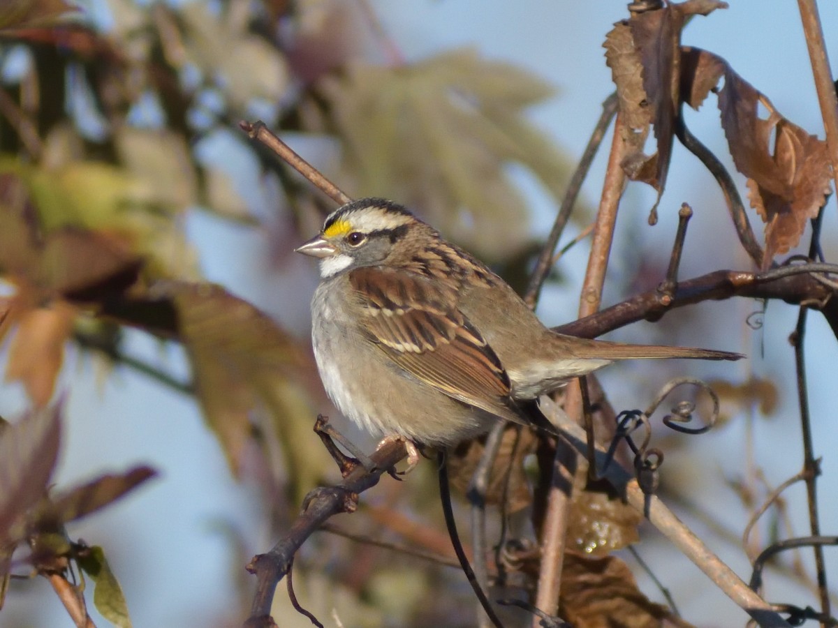 White-throated Sparrow - ML387238471