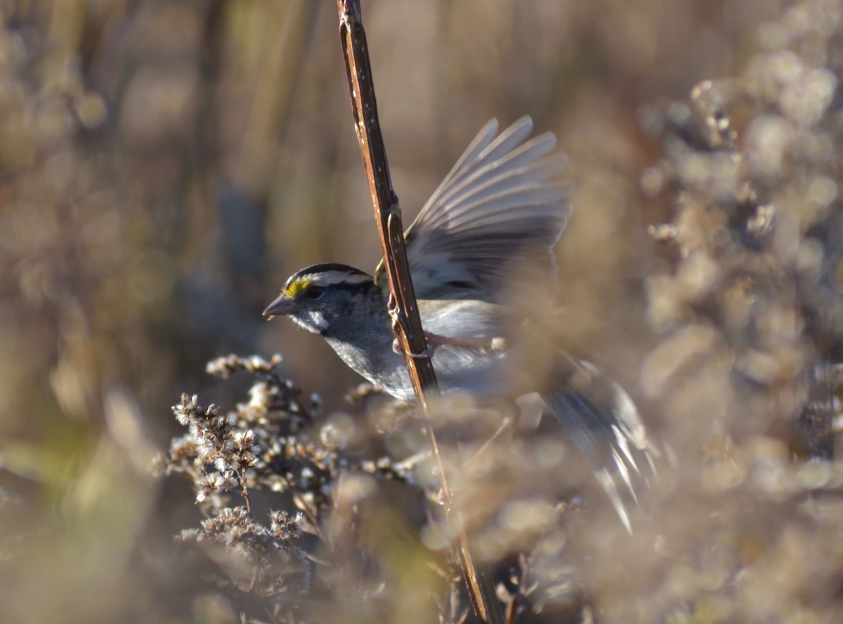White-throated Sparrow - ML387238511