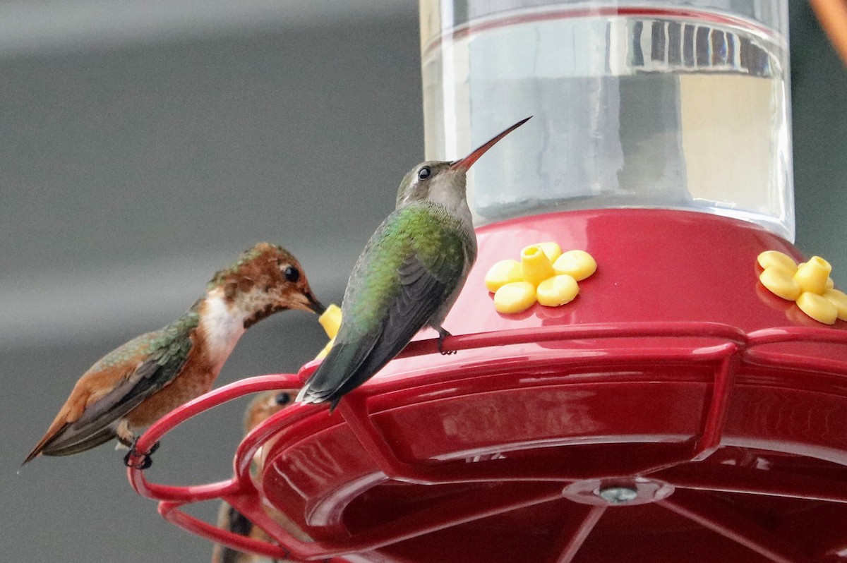 Broad-billed Hummingbird - ML387238631