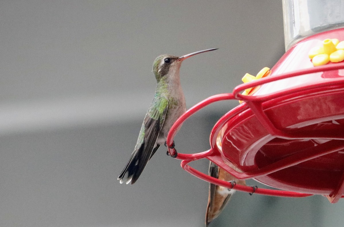 Broad-billed Hummingbird - ML387238641