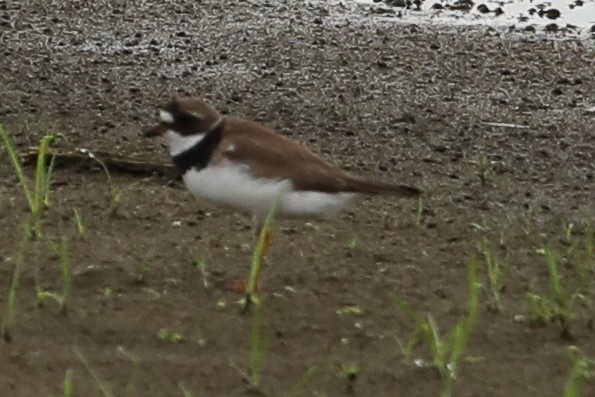 Semipalmated Plover - ML387238711