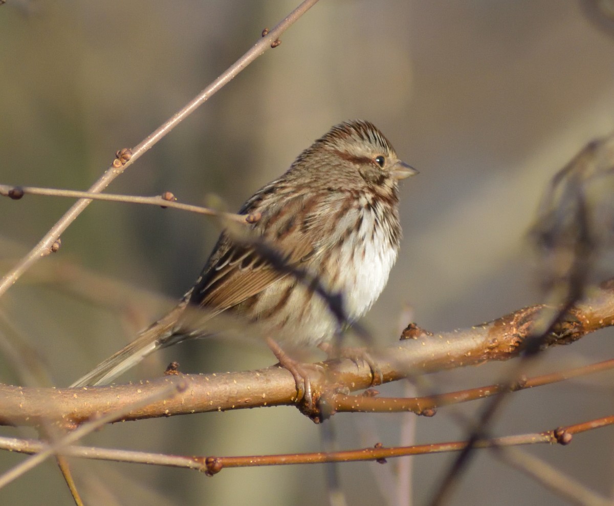 Song Sparrow - Robert Tonge