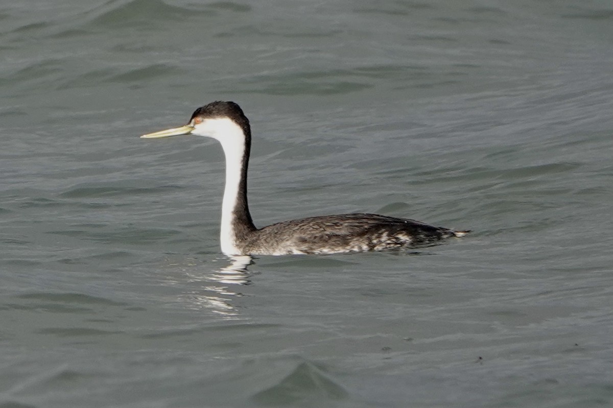 Western Grebe - ML387239351