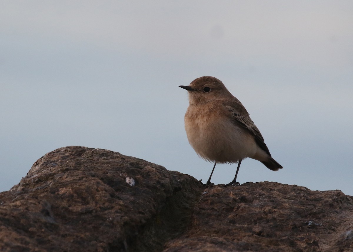 Pied Wheatear - ML387240421