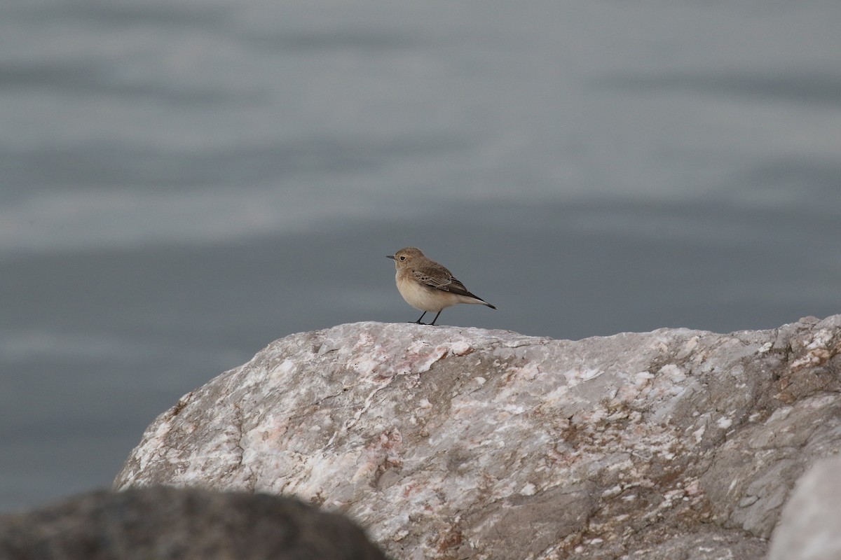 Pied Wheatear - ML387240441