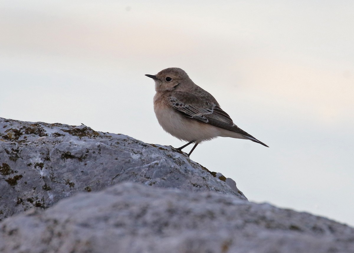 Pied Wheatear - ML387240461