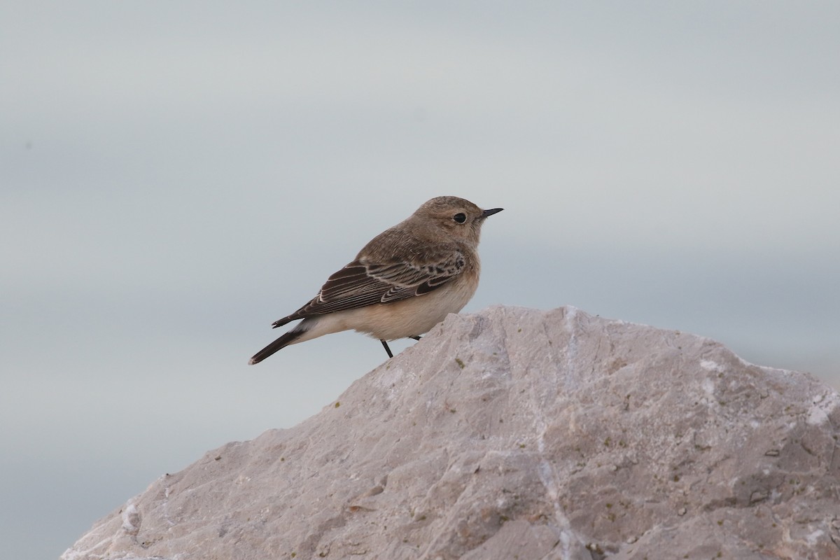 Pied Wheatear - ML387240481