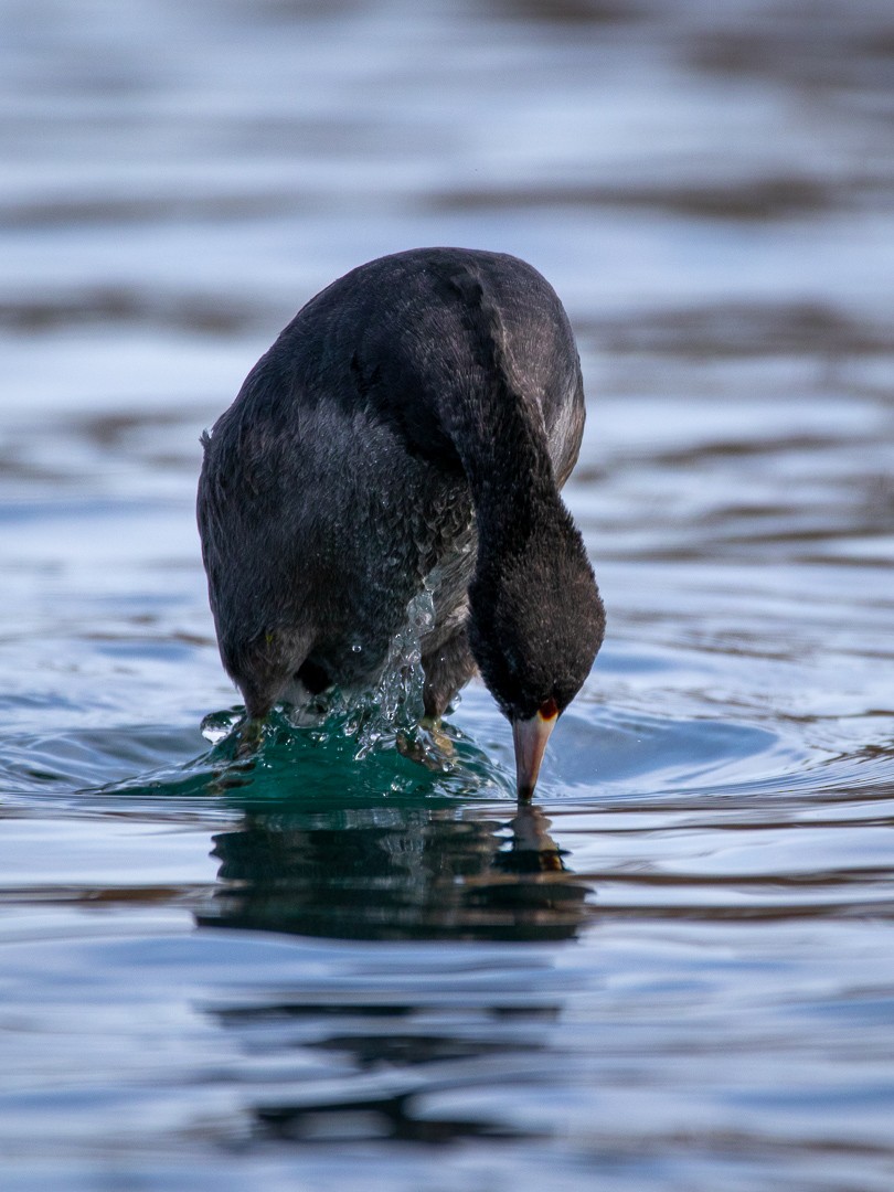 American Coot - Rain Saulnier