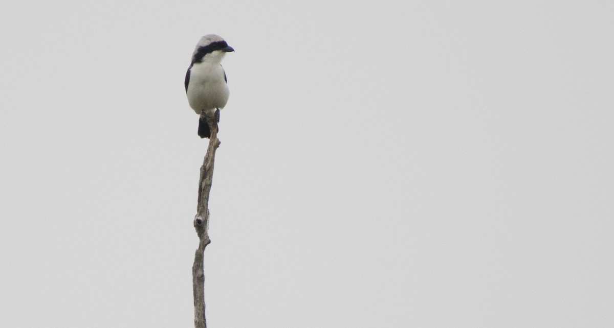 Gray-backed Fiscal - ML387241701