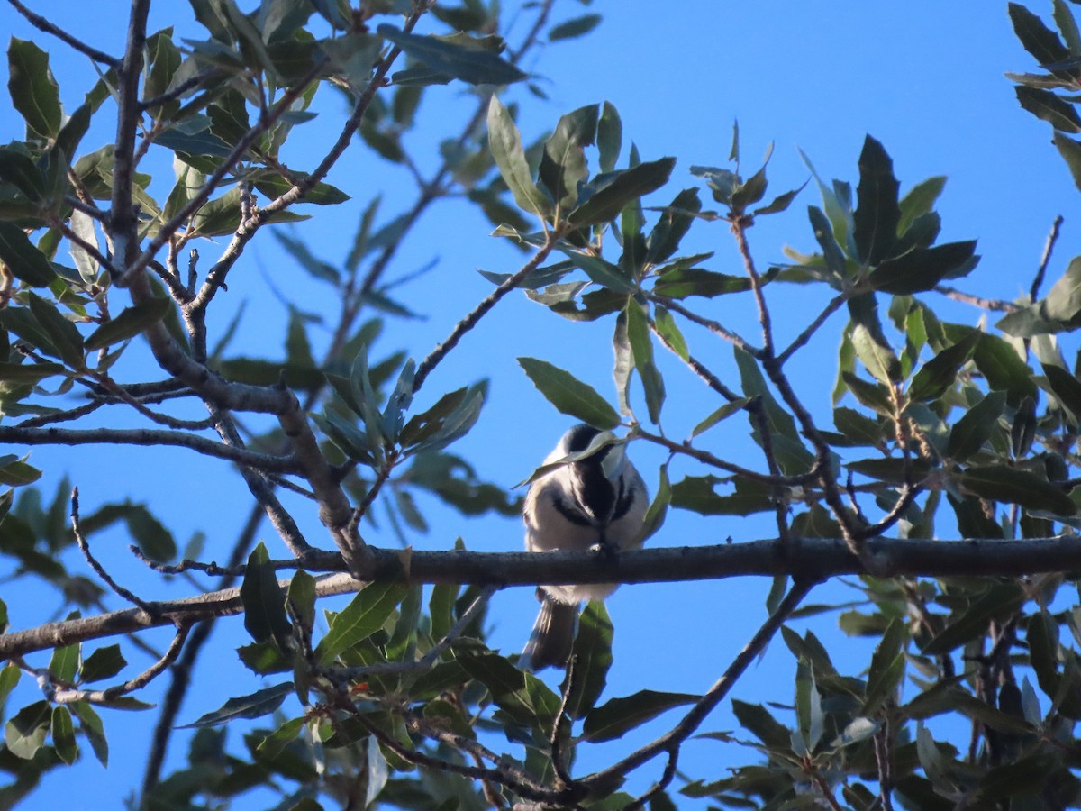Mountain Chickadee - ML387242351