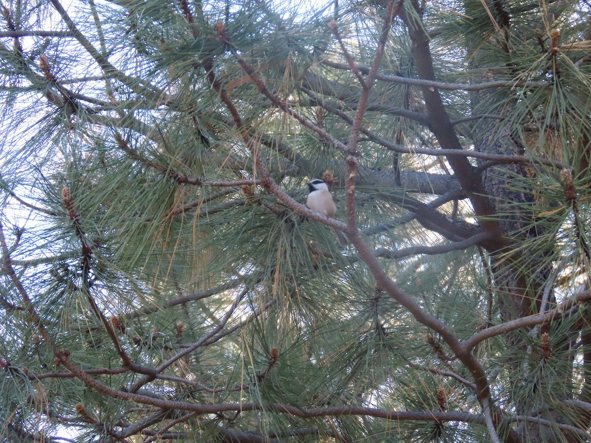 Mountain Chickadee - ML387242361