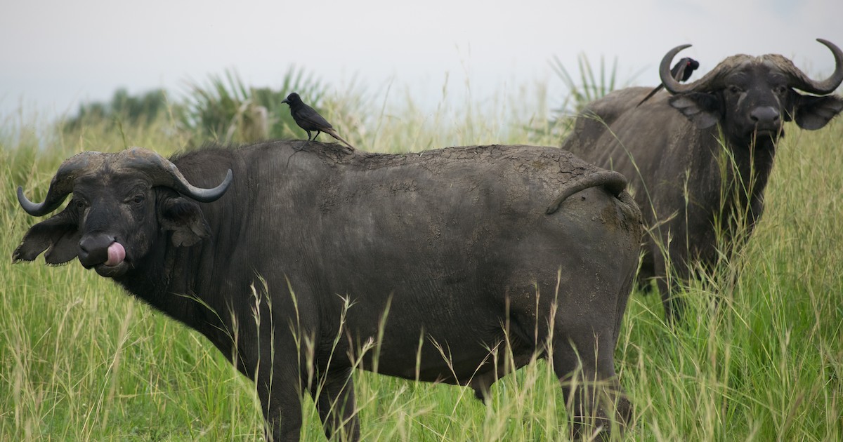 Piapiac - ML387242461