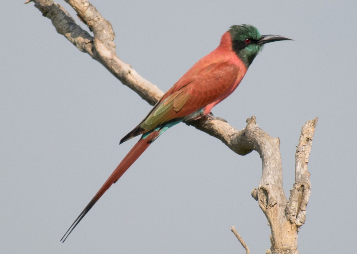 Northern Carmine Bee-eater - ML387243071