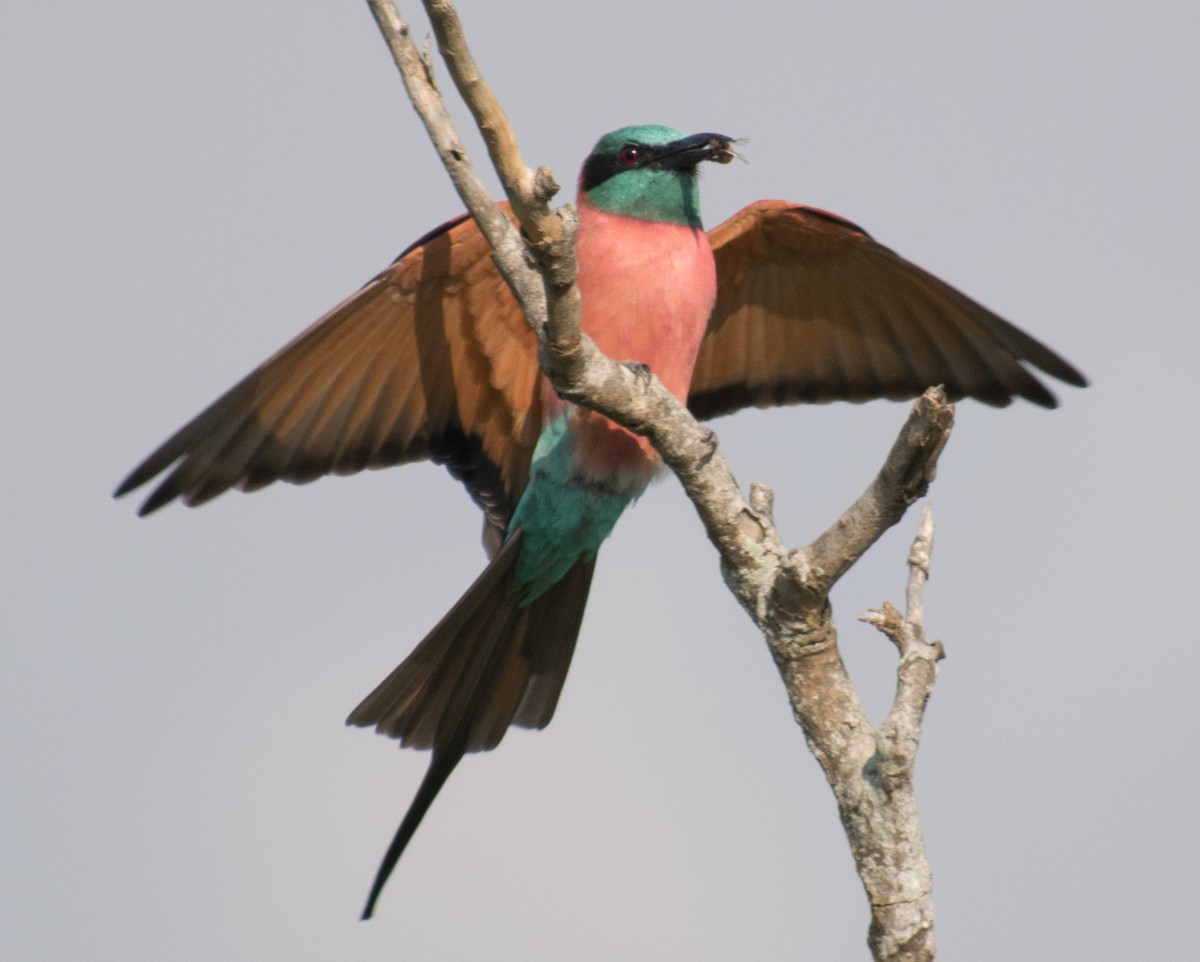 Northern Carmine Bee-eater - ML387243081