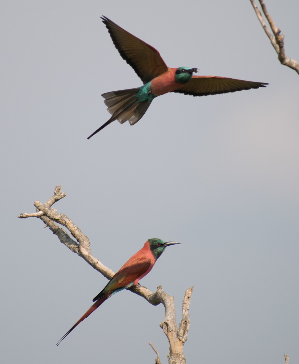 Northern Carmine Bee-eater - ML387243101