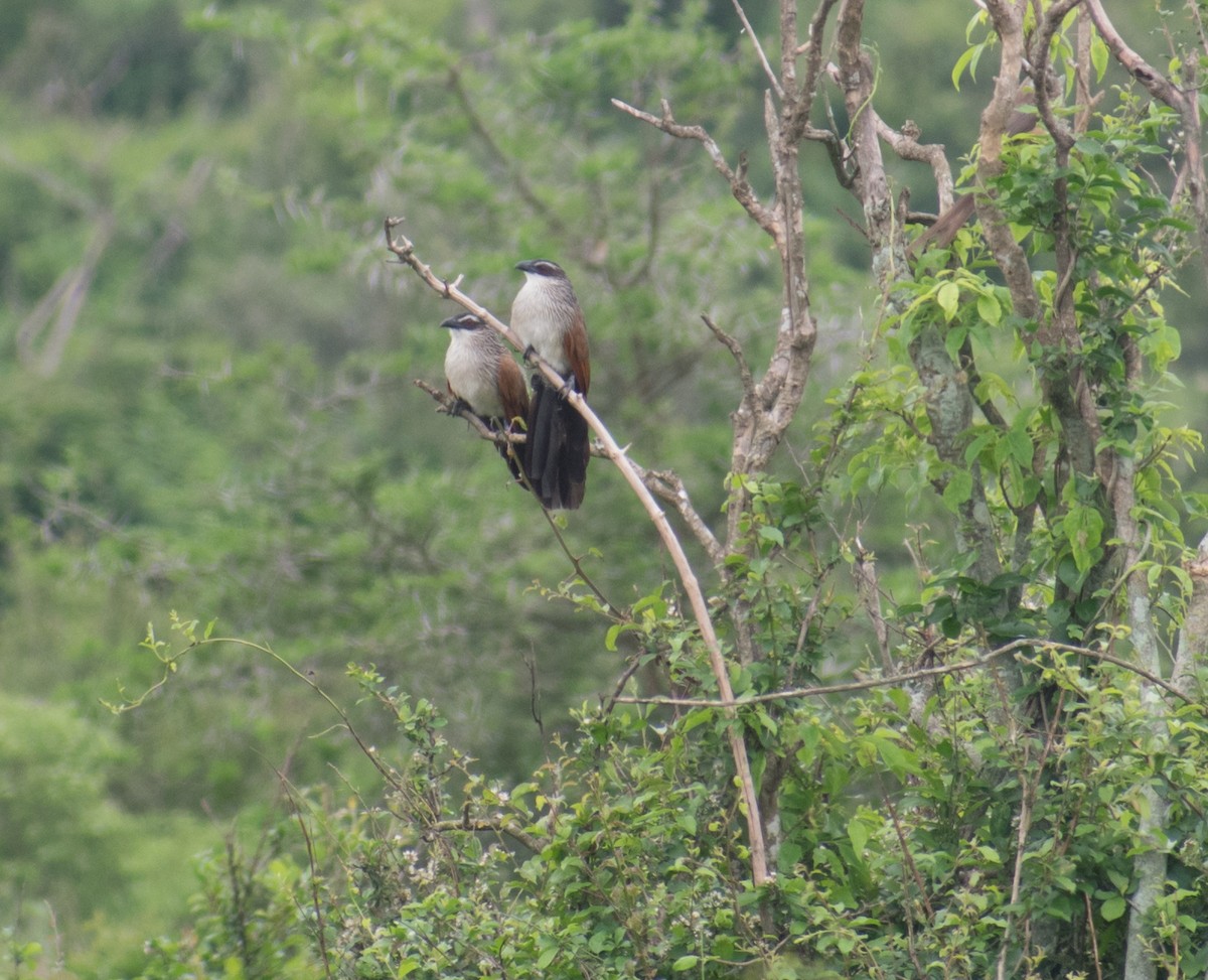 White-browed Coucal - ML387243381