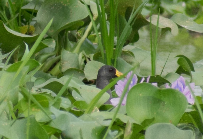 Lesser Moorhen - ML387244331