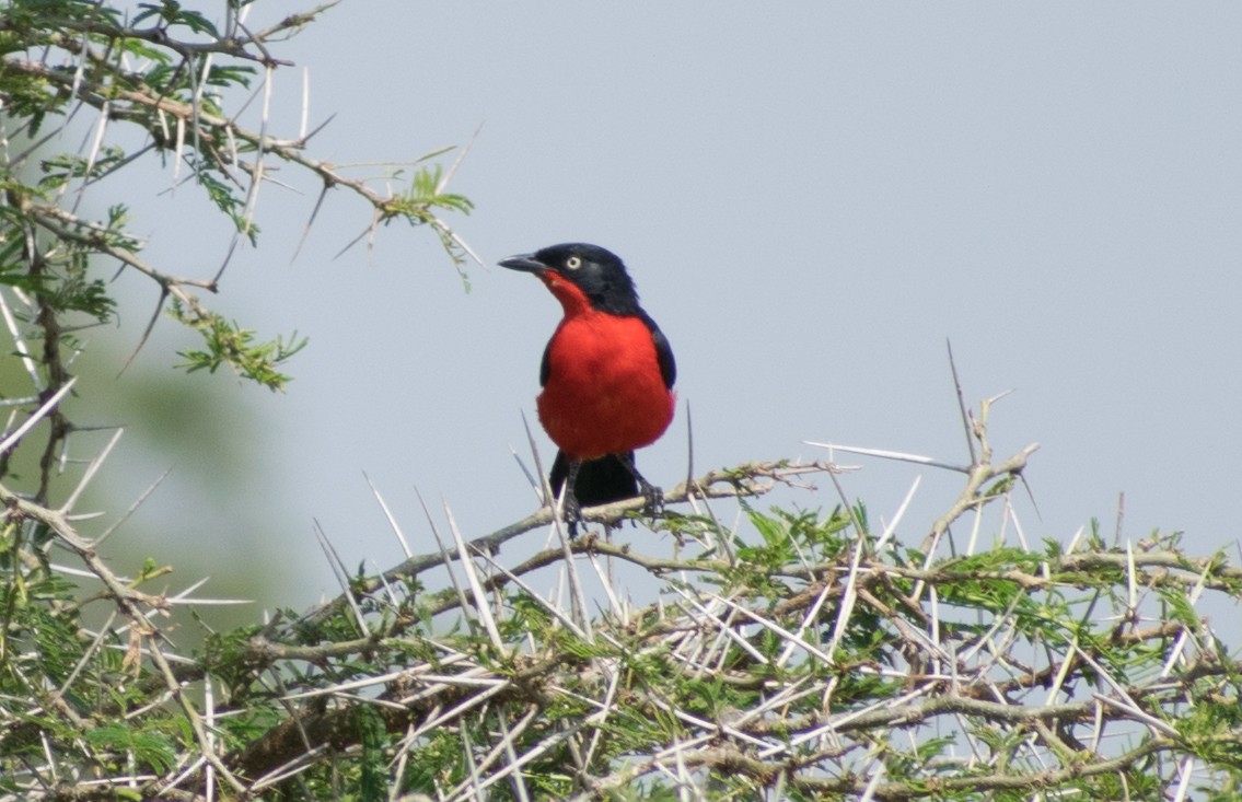 Black-headed Gonolek - ML387244711