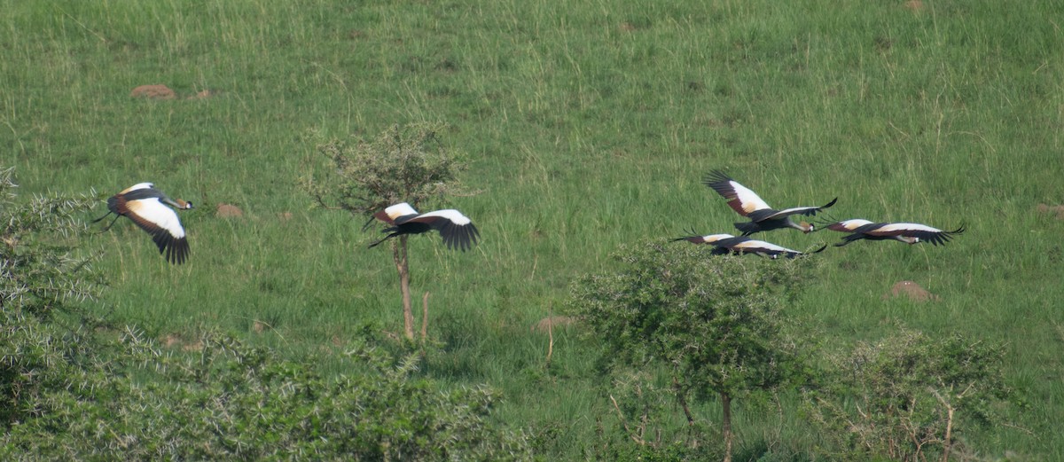 Gray Crowned-Crane - ML387244941