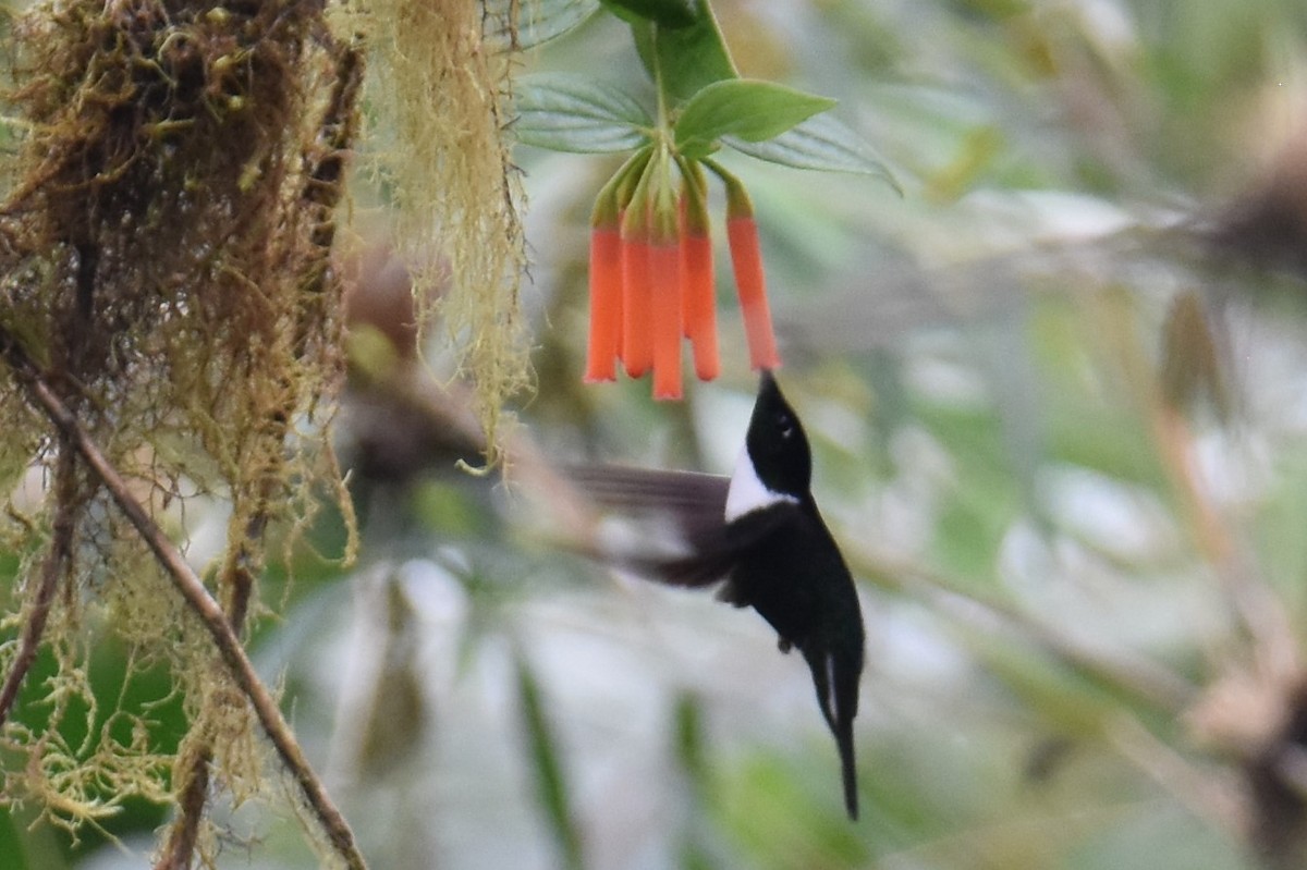 Collared Inca - ML387245641