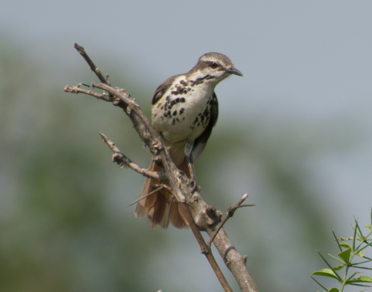 Spotted Morning-Thrush - ML387245821