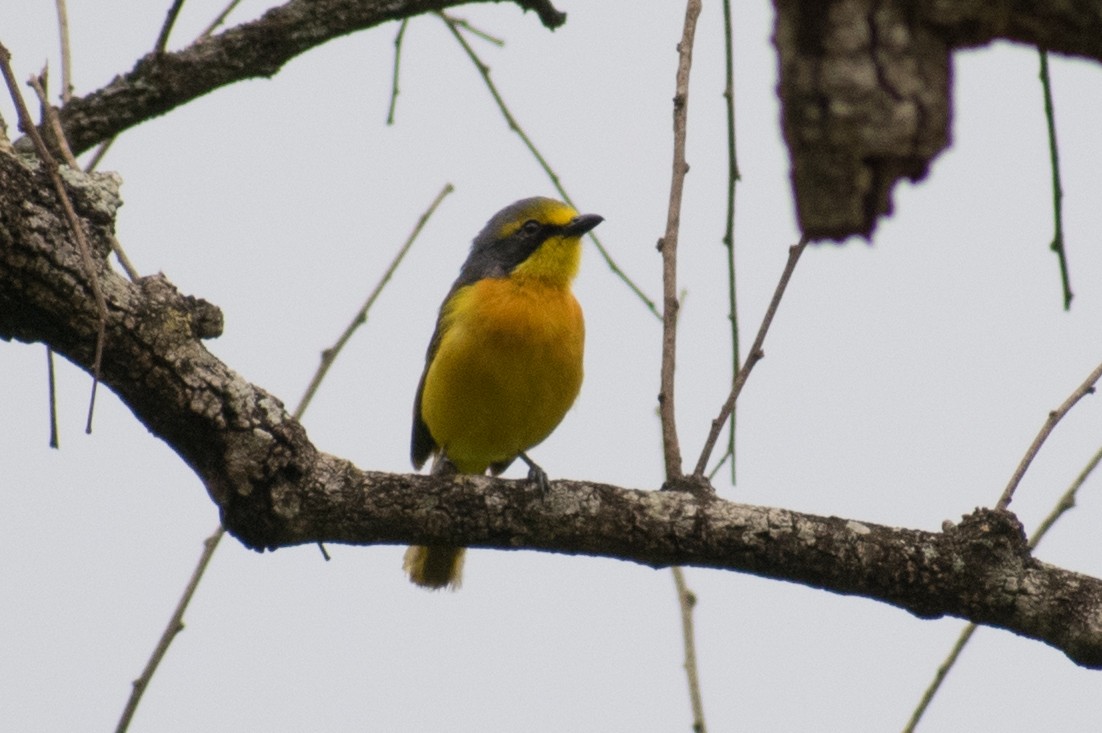Sulphur-breasted Bushshrike - ML387245941
