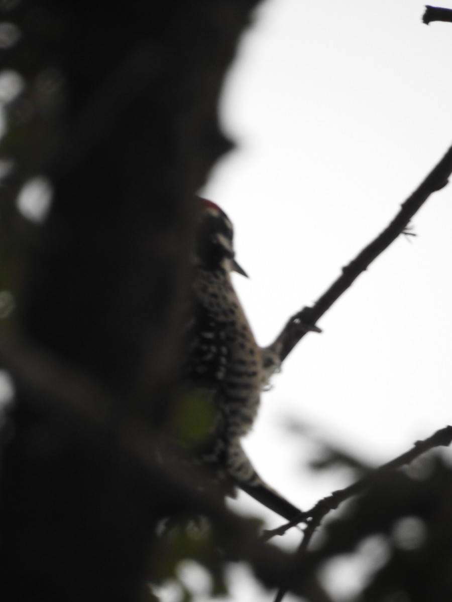 Nuttall's Woodpecker - ML387247581