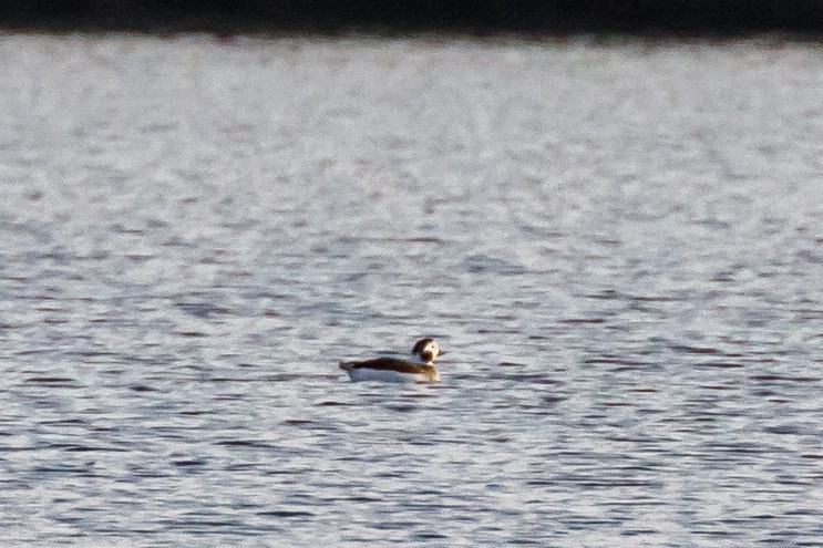 Long-tailed Duck - ML387247621