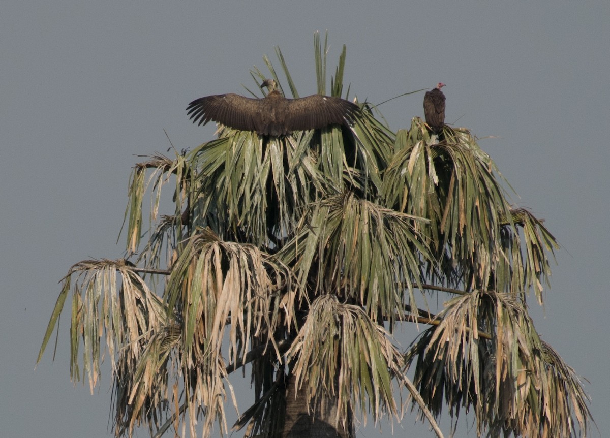 Hooded Vulture - ML387247731