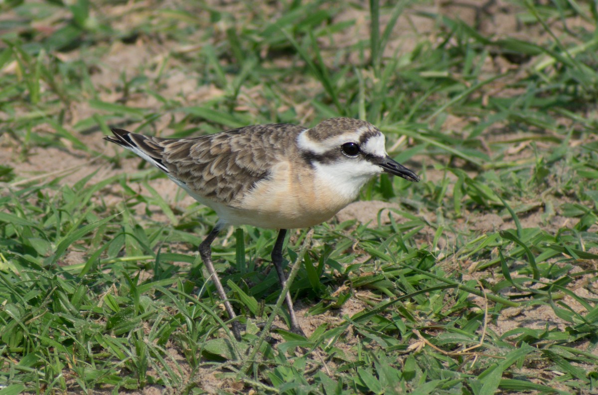 Kittlitz's Plover - ML387247981