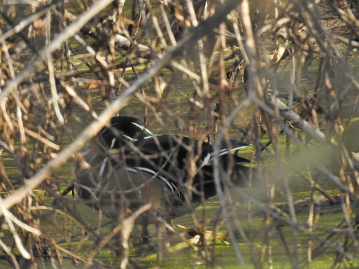 Wood Duck - ML387248101