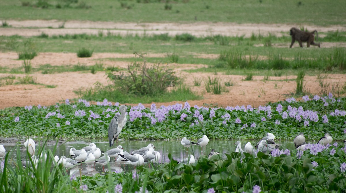 Gray-hooded Gull - ML387248121