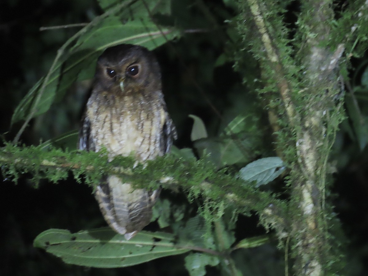 Rufescent Screech-Owl (Rufescent) - Howard Laidlaw