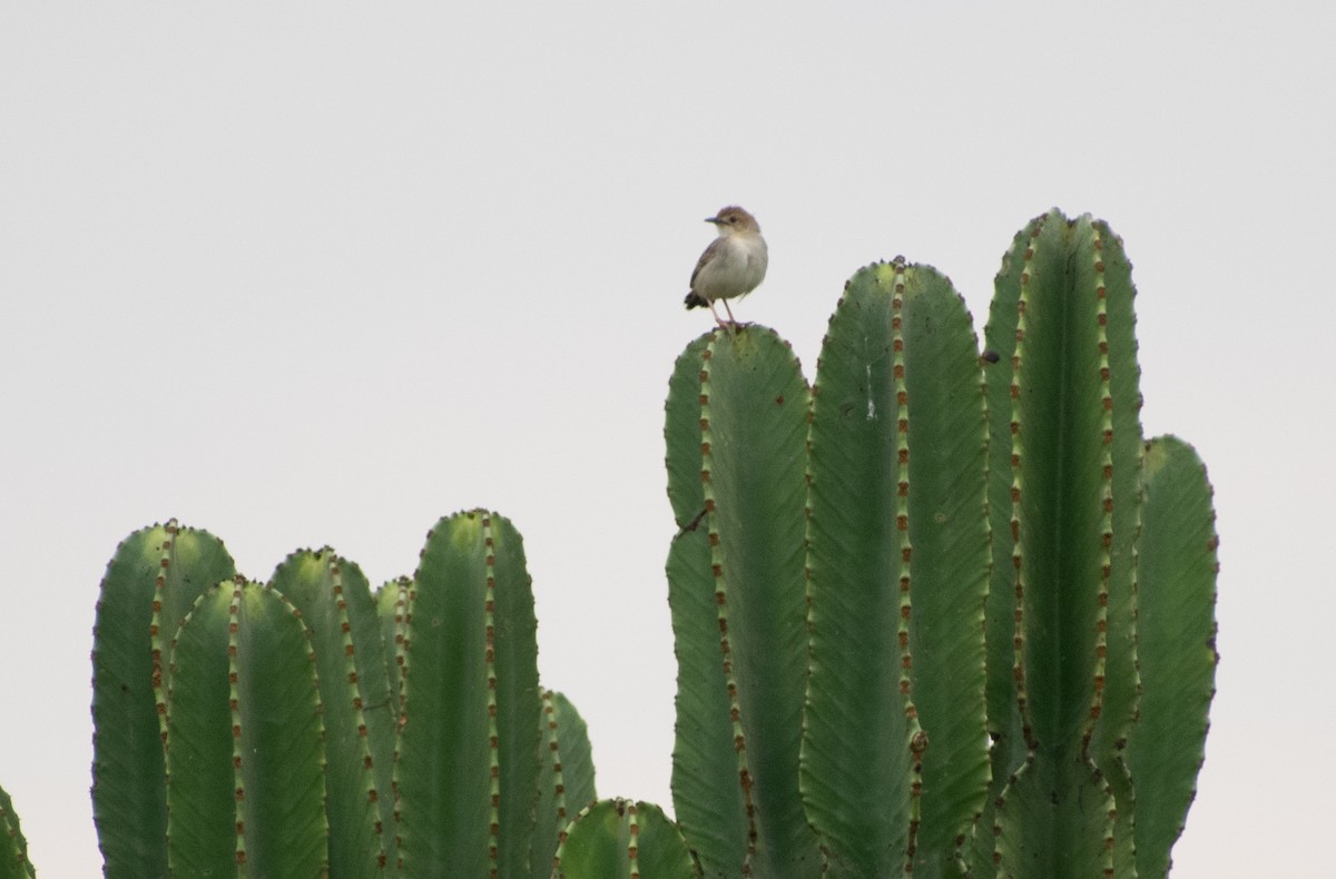 Croaking Cisticola - ML387250461